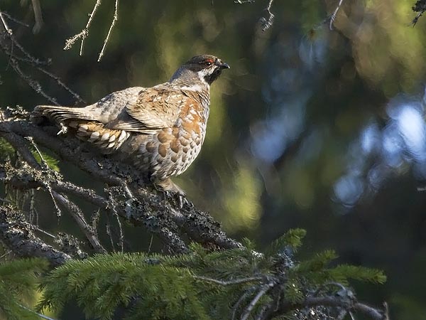 Pyy, Hazel Grouse, Tetrastes bonasia